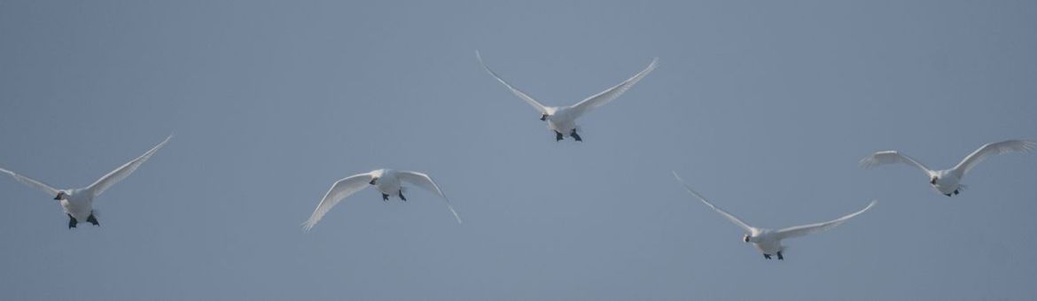 Vliegende kleine zwanen / Flying Bewick's swans, HaalerAu
