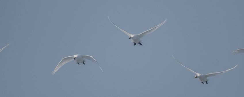 Vliegende kleine zwanen / Flying Bewick's swans, HaalerAu