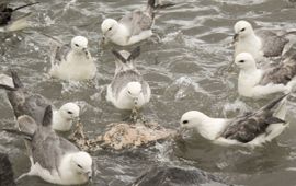 Fulmarus glacialis. Noordse stormvogel