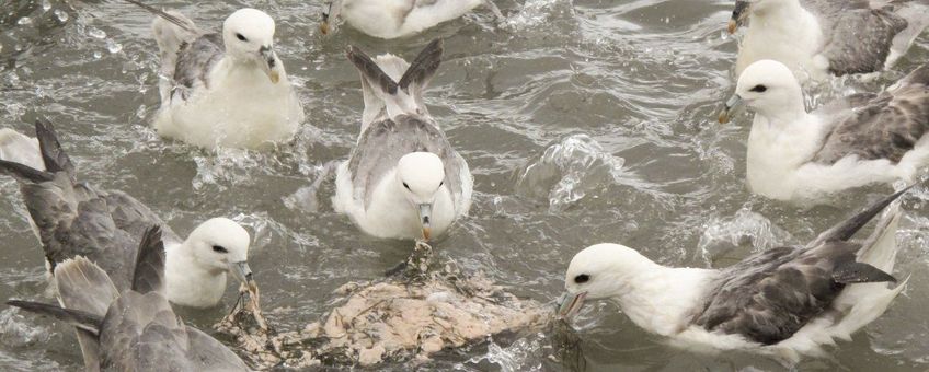 Fulmarus glacialis. Noordse stormvogel