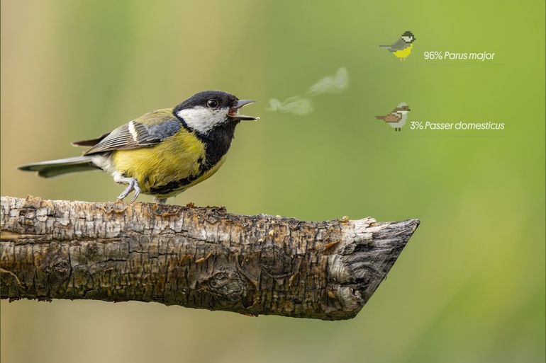 Doordat mensen van over de hele wereld geluiden opnamen, werkt de AI-software voor geluiden, zoals voor de zang van de koolmees
