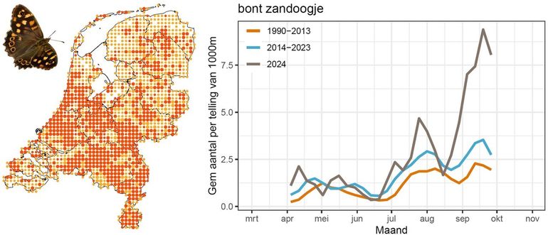 De waarnemingen van het bont zandoogje in 2024 (links) en het gemiddeld aantal waargenomen bont zandoogjes per route van het Meetnet Vlinders, 2024, vergeleken met andere perioden