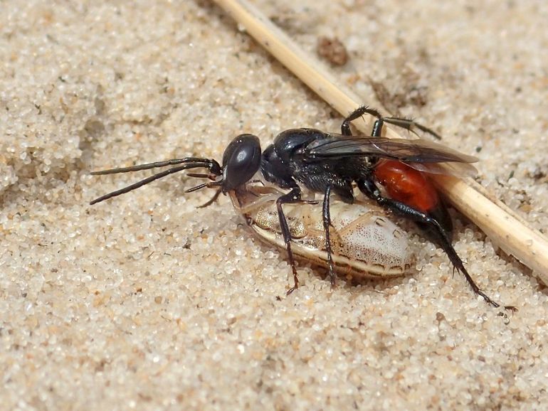 Een vrouwtje slanke wantsendoder versleept een wants naar haar nest