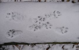 Zoogdierprenten in de sneeuw