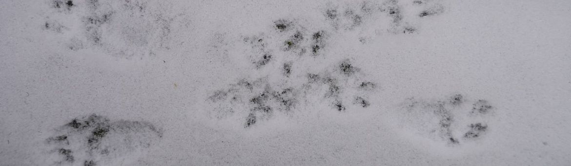 Zoogdierprenten in de sneeuw