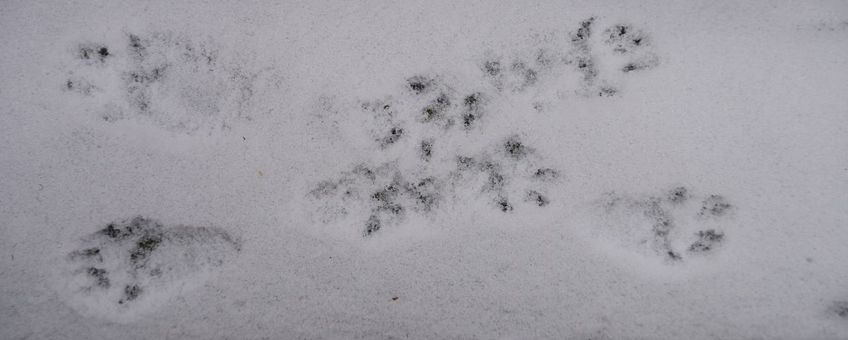 Zoogdierprenten in de sneeuw