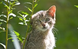 Jonge wilde kat VOOR EENMALIG GEBRUIK