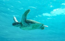 Een groene Zeeschildpad in zee bij Bonaire - foto bijgesneden leader
