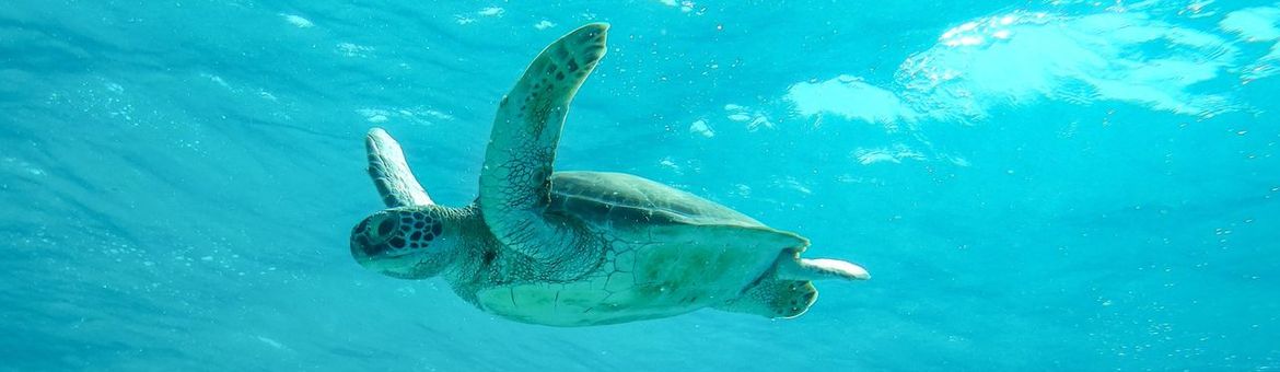 Een groene Zeeschildpad in zee bij Bonaire - foto bijgesneden leader