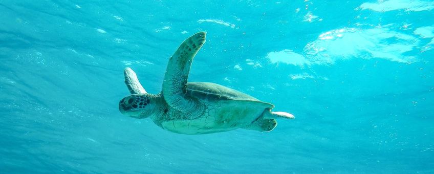 Een groene Zeeschildpad in zee bij Bonaire - foto bijgesneden leader