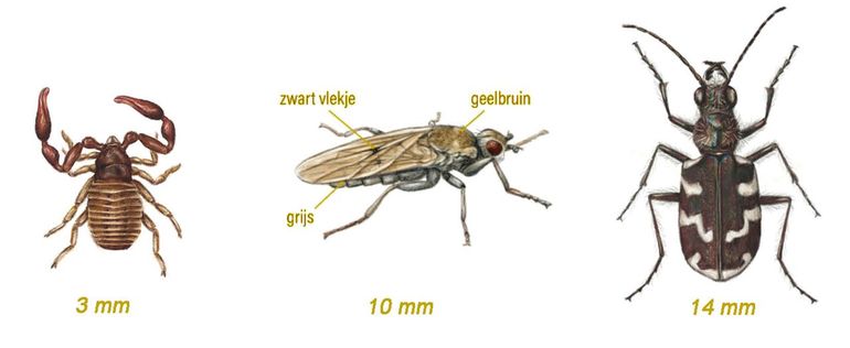 Uit de zoekkaart over Strandleven: links: Helmgraspseudoschorpioen (Dactylochelifer latreillii); midden: Brandingsvlieg (Helcomyza ustulata, met kenmerken); rechts: Strandzandloopkever (Cicindela maritima)