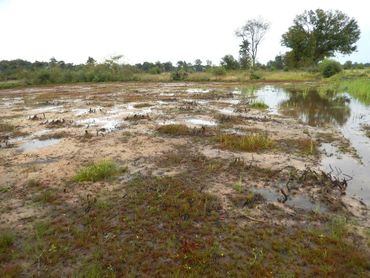 Natuurherstel in de Empese en Tondese Heide