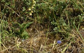 Jos Lammers Duinwespenorchis - Epipactis helleborine subsp. neerlandica