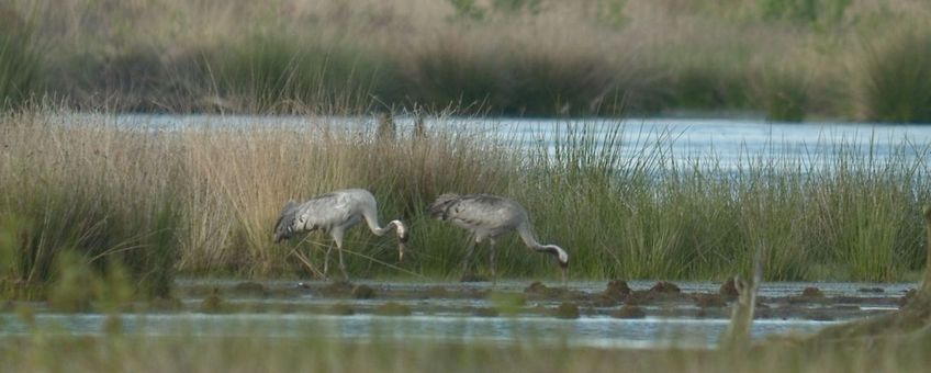 Twee kraanvogels Fochteloërveen