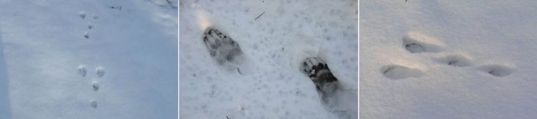 Zoogdierprenten in de sneeuw: v.l.n.r.: haas, das, konijn