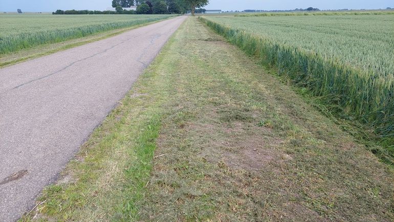 Ongeschikt leefgebied: monocultuur op de akker en de gehele berm is over grote lengte zó laag gemaaid, dat er tot in het maaiveld kale plekken aanwezig zijn. Eventuele nesten zullen vernietigd zijn. Er is geen bloemaanbod en ruigtevegetatie aanwezig