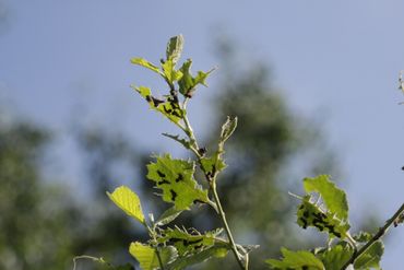 Vraatsporen en vervellingshuidjes verraden de aanwezigheid van de rupsen van de grote vos