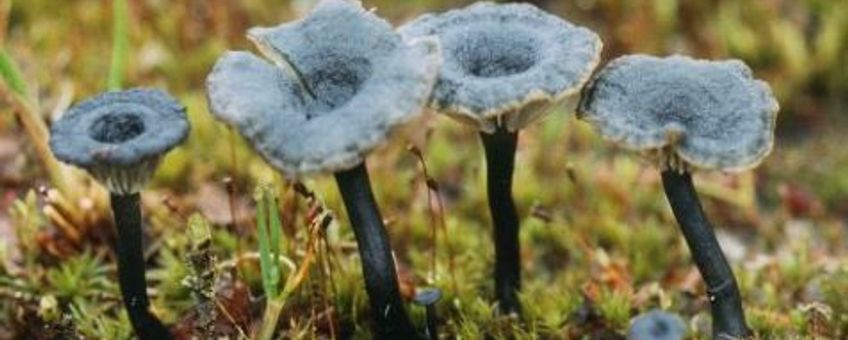 Omphalina 1
M.W.Boomsluiter