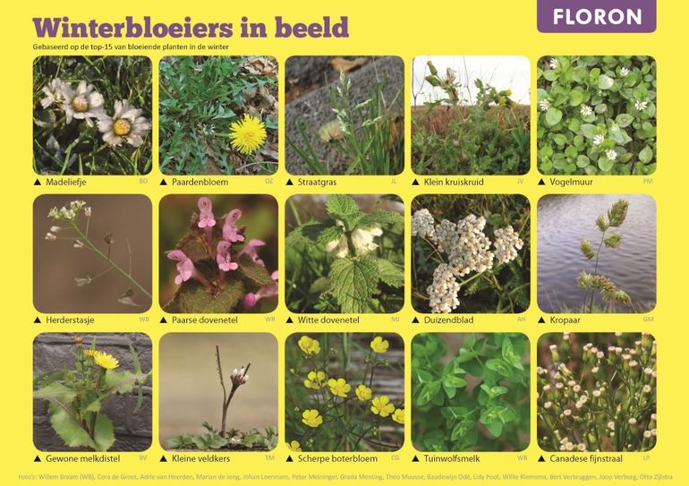 Zoekkaart FLORON's Eindejaars Plantenjacht