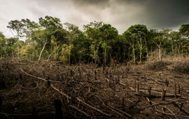 Gekapt bos, ontbossing Amazone