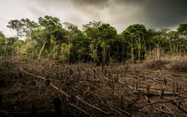 Luis Barreto, WWF-UK Gekapt bos, ontbossing Amazone