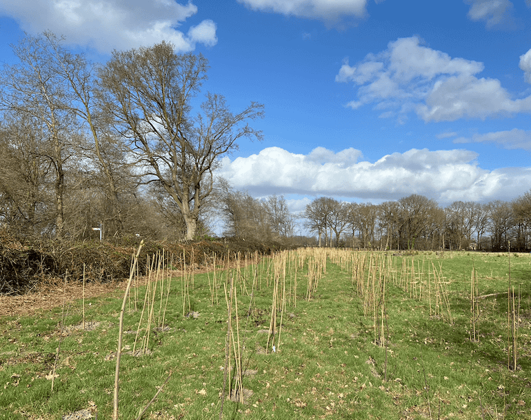 Linde, zoete kers, meidoorn, haagbeuk en hazelaar. Dankzij LIFE Climate Forest hebben we negen verschillende soorten kunnen planten