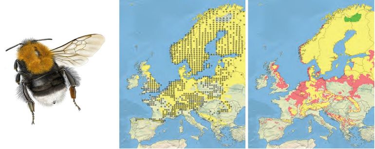 Boomhommel. Linker kaartje: punten zijn de daadwerkelijke verspreiding van 1970-2000, geel is het gebied met het gemodelleerde geschikte klimaat in 2000. Rechter kaartje: geel is het gebied waar in 2050 ten opzichte van 2000 het klimaat geschikt blijft , groen is gebied waar het klimaat geschikt wordt en rood is gebied waar het klimaat niet meer geschikt zal zijn onder het SEDG scenario (verwachte gemiddelde temperatuurstijging in Europa 3.0°Celsius)