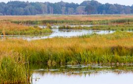 Nieuwe klimaatbuffer en otter habitat Onlanden