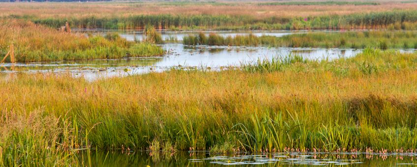 Nieuwe klimaatbuffer en otter habitat Onlanden