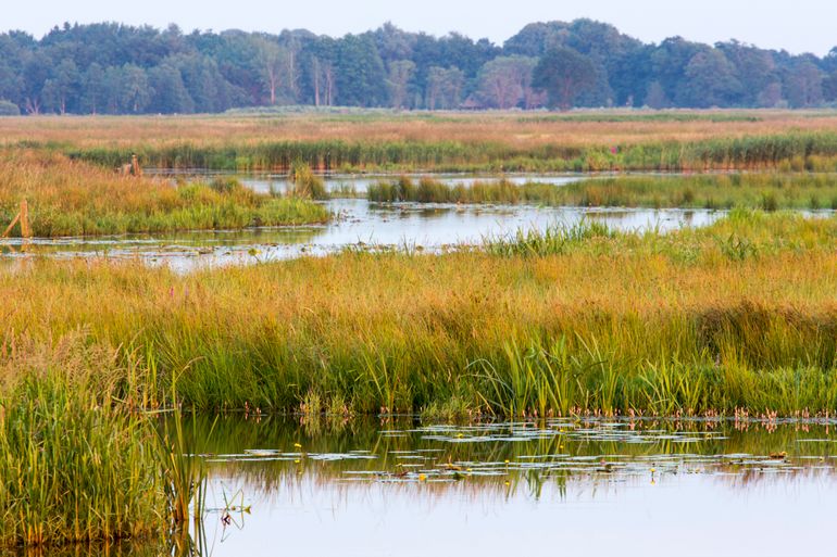 Onlanden in Drenthe: een nieuw natuurgebied, leefgebied van otter en vele soorten moerasvogels