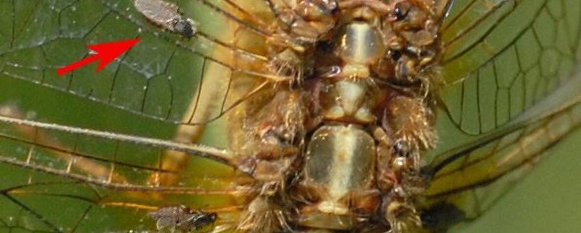 Vijf exemplaren van de libellenbijtmug zittend op de vleugeladers van een vuurlibel.