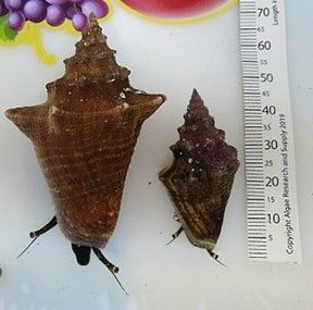 Juvenile queen conches