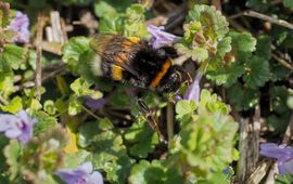 Hommel