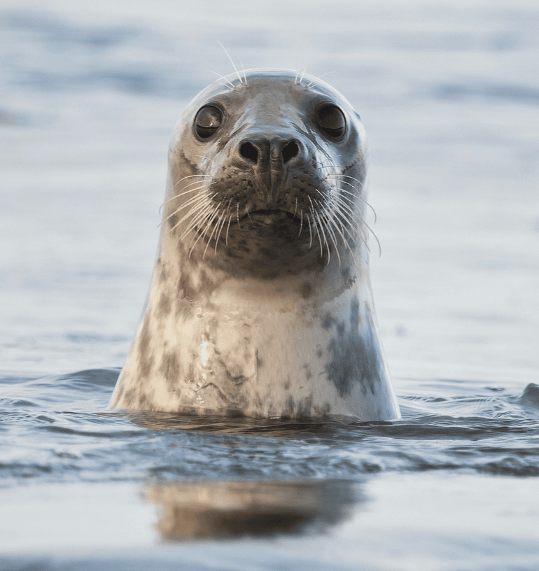Een spiedende grijze zeehond
