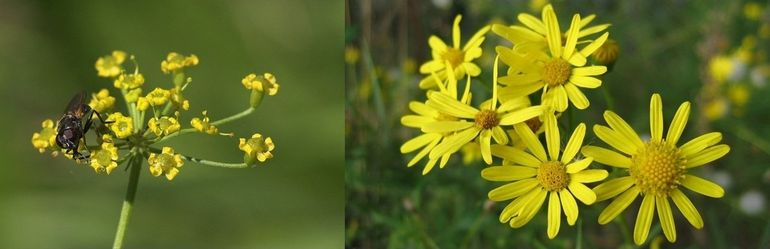 Bloeiwijzen van Pastinaak (links) en Bezemkruiskruid (rechts)