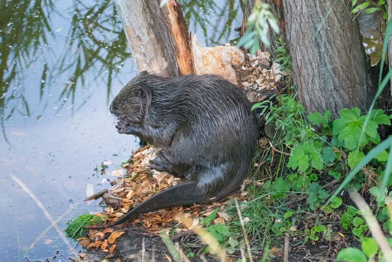 Bever met platte en geschubde staart