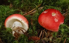 Braakrussula