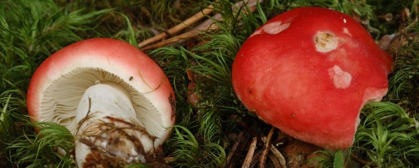 Braakrussula