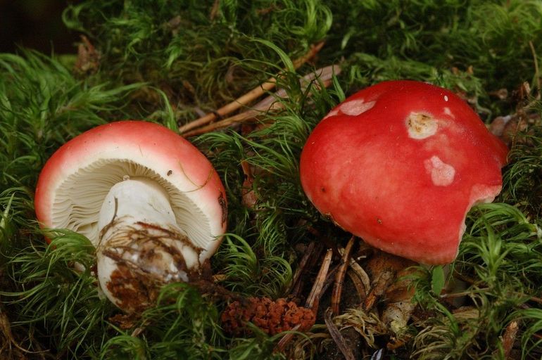 Twee braakrussula's