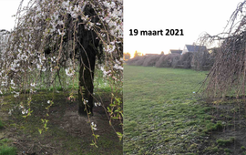 GrowApp.today Verschil tussen ontwikkeling sierkers half maart 2020 en half maart 2021