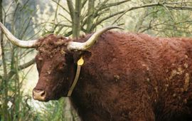FREE Nature Rode Geuzen bij Slot Loevestein met GPS-zender.