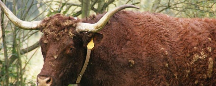 Rode Geuzen bij Slot Loevestein met GPS-zender.