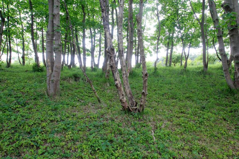  In het voorjaar  stond het bosje kortstondig vol met duizenden jonge esdoorns, die opkwamen uit het vele zaad op de bodem en die het einde van de zomer niet haalden