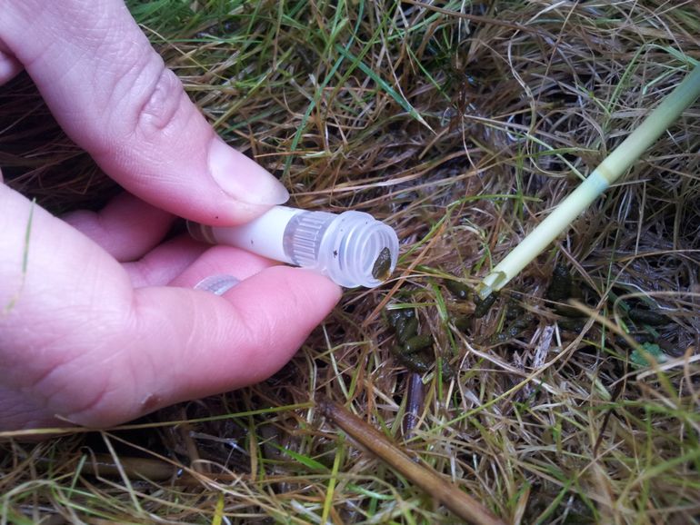 Noorse woelmuiskeutels verzamelen in het veld