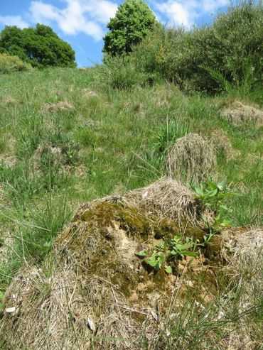 Slank braamknikmos op een mierenbult in hellingschraalgrasland bij Bommerig