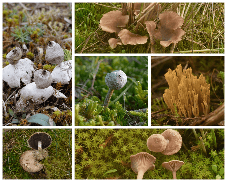 Paddenstoelen die met name in de grijze duinen groeien