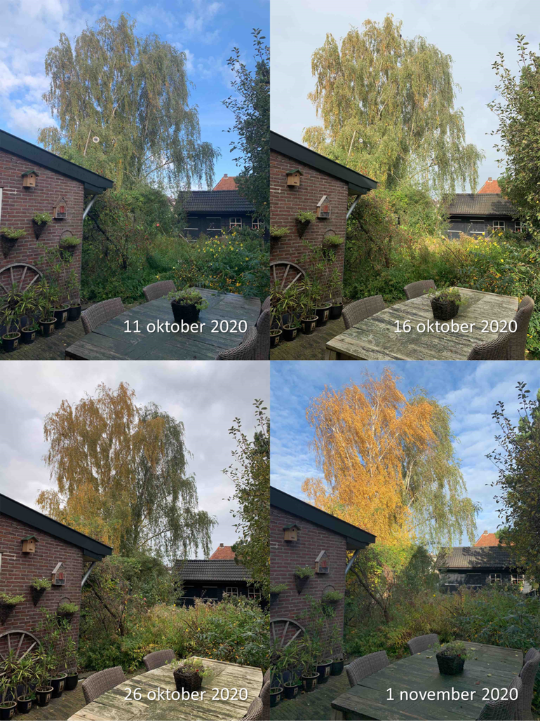 Verloop van bladverkleuring van een berk in Zutphen in 2020