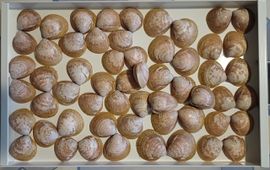 Fred Sieval Een la met het merendeel van de Noorse hartschelpen verzameld door Fred Sieval (collectie Sieval).