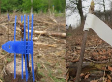 Cactusknijper en tape beschermen topscheut