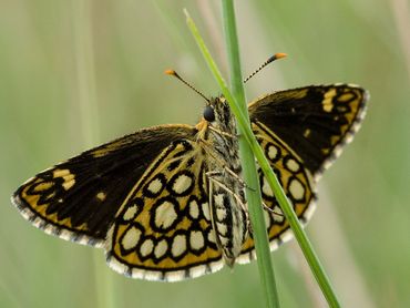 Oog in oog met een spiegeldikkopje kan ook vanaf het pad